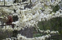 rośliny ozdobne - Judaszowiec kanadyjski odm. Texas White (Cercis canadensis) C4/60-80cm