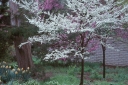 rośliny ozdobne - Judaszowiec kanadyjski odm. Texas White (Cercis canadensis) C4/60-80cm