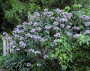 rośliny ozdobne - Hortensja kosmata Mauvette (Hydrangea aspera x villosa)