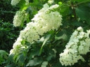 rośliny ogrodowe - Hortensja dębolistna Snow Giant (Hydrangea quercifolia Snow Giant)