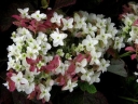 rośliny ogrodowe - Hortensja dębolistna Snow Giant (Hydrangea quercifolia Snow Giant)