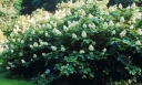 rośliny ozdobne - Hortensja dębolistna Snow Giant (Hydrangea quercifolia Snow Giant)
