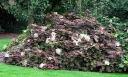 rośliny ogrodowe - Hortensja dębolistna Snow Giant (Hydrangea quercifolia Snow Giant)