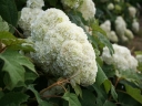 sadzonki -  Hortensja dębolistna HARMONY (Hydrangea quercifolia) C3/20cm *K14