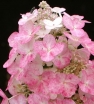 rośliny ozdobne -  Hortensja wiechowata Magical Fire (Hydrangea paniculata syn. Bokraplume) /C2 *K17