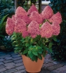 rośliny ogrodowe - Hortensja wiechowata Magical Fire (Hydrangea paniculata syn. Bokraplume) /C2 *K17