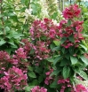 rośliny ozdobne - Hortensja wiechowata Magical Fire (Hydrangea paniculata syn. Bokraplume) /C2 *K17