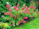 rośliny ogrodowe - Hortensja wiechowata Diamant Rouge (Hydrangea paniculata syn. Rendia) C7,5 *17
