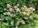 sadzonki - Hortensja wiechowata Diamant Rouge (Hydrangea paniculata syn. Rendia) C7,5 *17