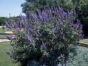 sklep ogrodniczy -  Niepokalanek korzenny (Pieprz mnisi, Vitex agnus-castus latifolia) C3/20-30cm *T21