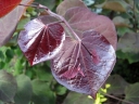 sklep ogrodniczy - Judaszowiec kanadyjski Ruby Falls (Cercis canadensis) C12/1,6-1,8m *K6