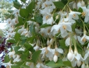sklep ogrodniczy -  Styrak płaczący Fragrance Fountain (Styrax japonicus) - misaC4/50-80cm *K9