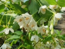 sadzonki - Styrak płaczący Fragrance Fountain (Styrax japonicus) - misaC4/50-80cm *K9