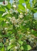 sadzonki - Styrak płaczący Fragrance Fountain (Styrax japonicus) - misaC4/50-80cm *K9