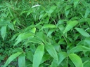 sadzonki -  Bambus ogrodowy Sasa (Bamboo Sasa kurilensis)
