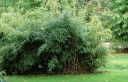 rośliny ogrodowe - Bambus ogrodowy Sasa (Bamboo Sasa kurilensis)
