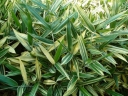 rośliny ozdobne - Bambus ogrodowy Albostriata (Bamboo Sasaella glabra Albostriata)