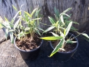 rośliny ozdobne - Bambus ogrodowy Albostriata (Bamboo Sasaella glabra Albostriata)