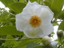 sadzonki -  Stewarcja chińska 2 m (Stewartia sinensis)