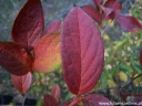 rośliny ozdobne - Stewarcja chińska 2 m (Stewartia sinensis)