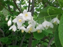 rośliny ogrodowe - Styrak okrągłolistny (Styrax obassia) C6/30-50cm *28T