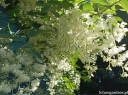rośliny ogrodowe -  Styrakowiec japoński (Pterostyrax hispida) P11/30cm