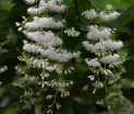 sadzonki - Styrakowiec japoński (Pterostyrax hispida) P11/30cm