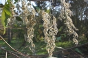 sadzonki - Styrakowiec japoński (Pterostyrax hispida) P11/30cm