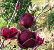sadzonki - Magnolia soulangeana Genie C5/60-80cm *K12
