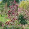 rośliny ogrodowe - Magnolia soulangeana Genie C5/60-80cm *K12