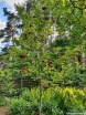 sklep ogrodniczy - Magnolia soulangeana Genie C5/60-80cm *K12