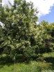 rośliny ogrodowe - Makia amurska (Maackia amurensis) C10/1,8-2m *6