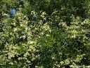 rośliny ogrodowe - Makia amurska (Maackia amurensis) C10/1,8-2m *6