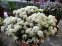 sklep ogrodniczy -  Bagno grenlandzkie HELMA (Ledum groenlandicum) C2/10-20cm *K18