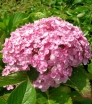 sklep ogrodniczy - Hortensja ogrodowa Ayesha (Hydrangea macrophylla) /C2 *K13