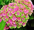 rośliny ozdobne - Hortensja ogrodowa Magical Amethyst (Hydrangea macrophylla)
