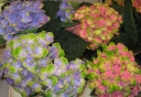 sadzonki - Hortensja ogrodowa Magical Amethyst (Hydrangea macrophylla)