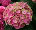 sklep ogrodniczy - Hortensja ogrodowa Magical Amethyst (Hydrangea macrophylla)