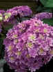 sadzonki -  Hortensja ogrodowa Expression (Hydrangea macrophylla Expression Youmesix)