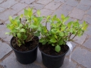 sklep ogrodniczy - Hortensja ogrodowa Expression (Hydrangea macrophylla Expression Youmesix)