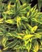 sadzonki - Forsycja Golden Times Forsythia intermedia P15/40-50cm *20K
