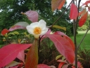 rośliny ogrodowe -  FRANKLINIA amerykańska  Franklinia alatamaha C5/130-140cm *K9