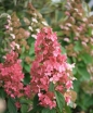 rośliny ozdobne -  Hortensja bukietowa Dolly (Hydrangea paniculata Dolly) C3