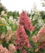 sklep ogrodniczy - Hortensja bukietowa Dolly (Hydrangea paniculata Dolly) C3