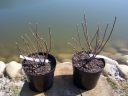 sadzonki - Hortensja bukietowa Dolly (Hydrangea paniculata Dolly) C3
