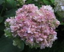 sklep ogrodniczy -  Hortensja otulona Yokudanka (Hydrangea involucrata) /C5 *T17