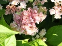 rośliny ozdobne - Hortensja otulona Yokudanka (Hydrangea involucrata) /C5 *T17