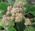 rośliny ogrodowe - Hortensja otulona Yokudanka (Hydrangea involucrata) /C5 *T17