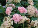 rośliny ozdobne - Hortensja otulona Yokudanka (Hydrangea involucrata) /C5 *T17