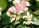 sadzonki - Hortensja otulona Yokudanka (Hydrangea involucrata) /C5 *T17